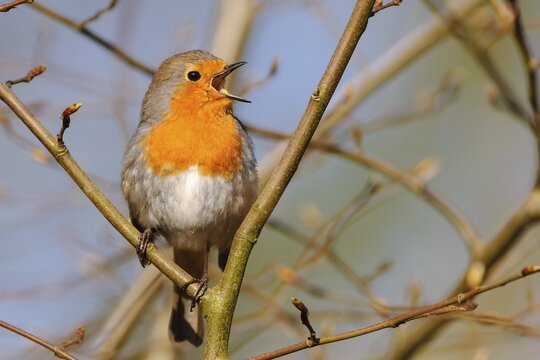 Singing end European robin ( Erithacus rubecula) courtship, spring, songbird, Oldenburger M&uuml;nsterland, Vechta, Lower Saxony, Germany