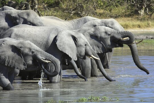 Elephants (Loxodonta africana) drinking at waterhole, Moremi, Botswana