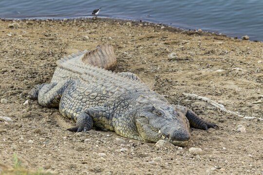 Nile Crocodile (Crocodylus niloticus), Okapuka Ranch, Namibia