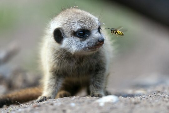 Meerkats (Suricata suricatta), young with wasp in approach, Germany