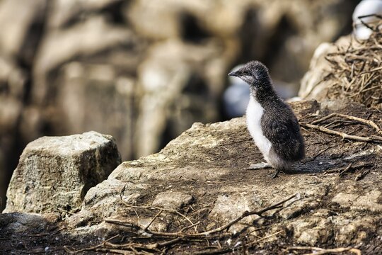 Common guillemot (Uria aalge), chick on a rock, waiting to be fed, Staple Island, Archipelago, Farne Islands Nature Reserve, Farne Islands, Northumberland, England, United Kingdom