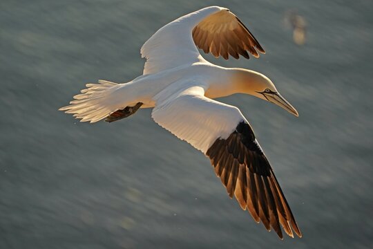 Northern gannet (Sula bassana) flying over the sea in the evening sun, Helgoland, Schleswig-Holstein, Germany