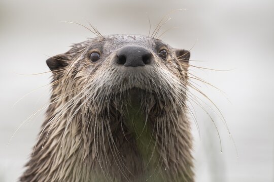 Portrait of an european otter (Lutra lutra), Neuhaus, Lower Saxony, Germany