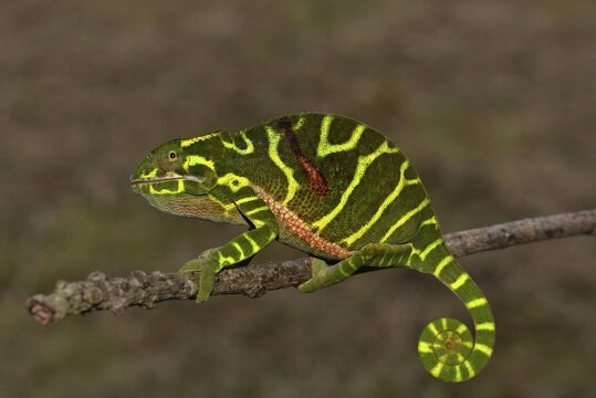 Chameleon of the newly discovered species Furcifer timoni, female, Montagne d'Ambre, Madagascar