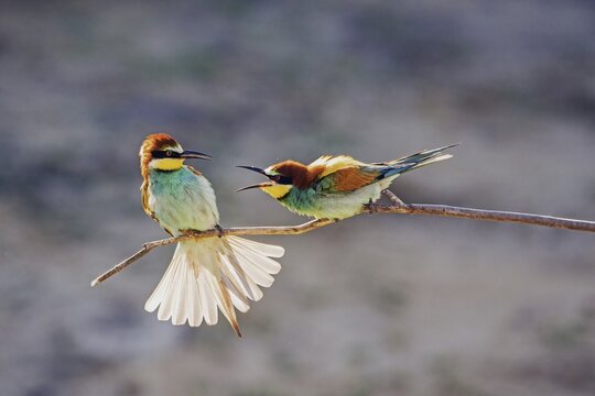 European bee eater (Merops apiaster), two males fighting over a perch, territorial dispute, Kiskuns&agrave;g National Park, Hungary
