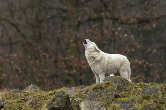 Arctic wolf (Canis lupus arctos) stands howling, captive