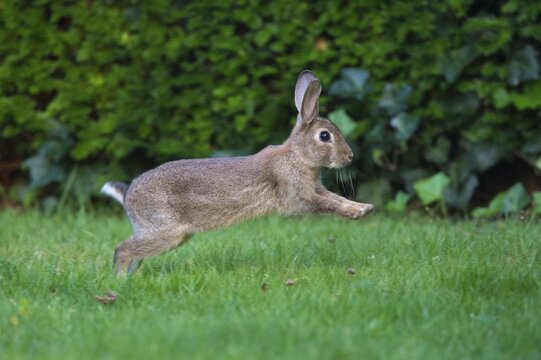 European rabbit (Oryctolagus cuniculus) running in a meadow, Lower Saxony, Germany