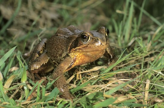 Common Frog (Rana temporaria) on its way to spawning waters
