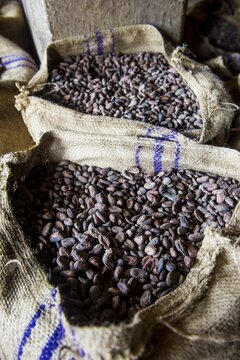 Bags full of cocoa beans, Cocoa plantation Roca Aguaize, East coast of Sao Tome, Sao Tome and Principe, Atlantic Ocean