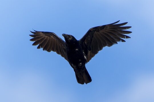 A black crow flies directly towards the viewer, Raven crow (Corvus corone) wildlife, Germany