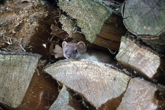 Ermine or Stoat or Short-tailed Weasel (Mustela erminea) kit in a pile of wood