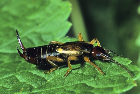 Earwig (Forficula auricularia), , foraging