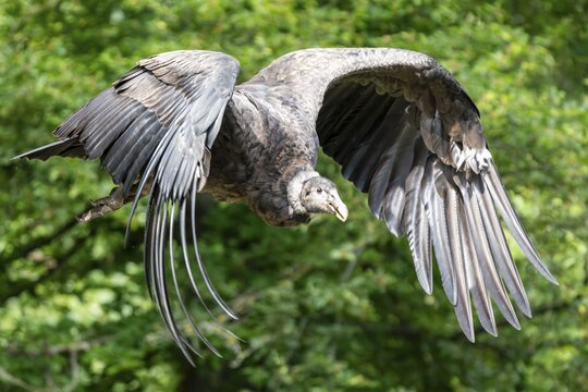 Andean condor (Vultur gryphus) in flight, Germany
