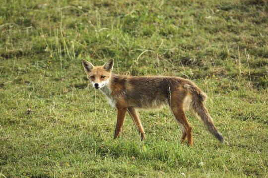 Red fox (Vulpes vulpes) Start of mange, infested by itch mites (Sarcoptes scabiei), Allg&auml;u, Bavaria, Germany
