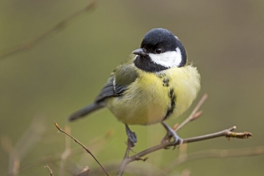 Puffed Great Tit (Parus major) on branch, Germany