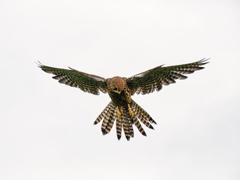 Common kestrel (Falco tinnunculus), shaking flight against a white background, Neuhaus Wildlife Park, Neuhaus im Solling, Solling-Vogler nature park Park, Lower Saxony, Germany