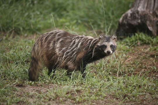 Raccoon Dog (Nyctereutes procyonoides)