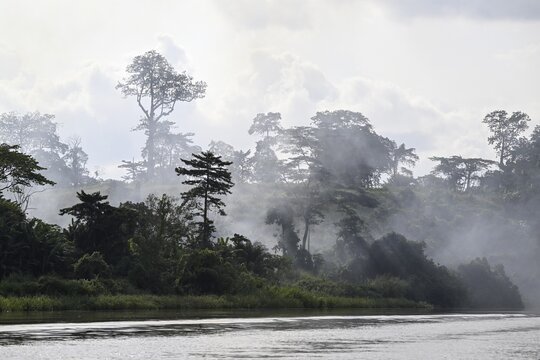 Fog over the rainforest along the Sangha River, Dzanga-Sangha Complex of Protected Areas (DSPAC), Sangha-Mba&eacute;r&eacute; Prefecture, Central African Republic