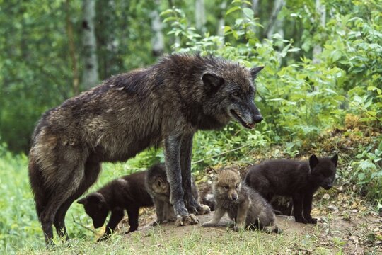 Wolf (Canis lupus) with pups at den, North America