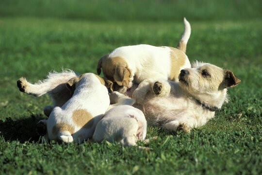 Jack-Russel-Terrier Mother suckling whelps