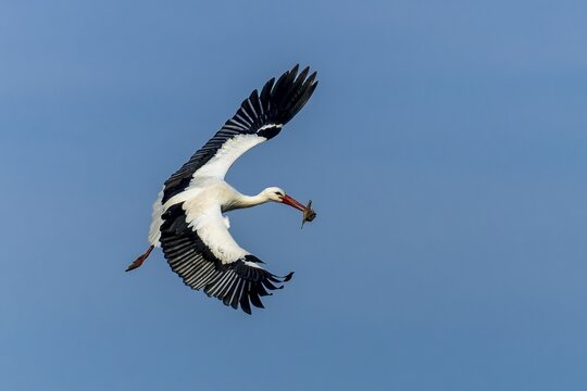 A flying stork carries its prey in its beak across the clear sky, white stork (Ciconia ciconia), wildlife, Germany