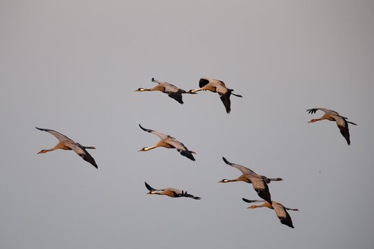 Eurasian cranes (Grus grus) in flight, Western Pomerania Lagoon Area National Park, Mecklenburg-Western Pomerania, Germany