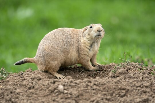 Black-tailed Prairie Dog (Cynomys ludovicianus) at animal den, France