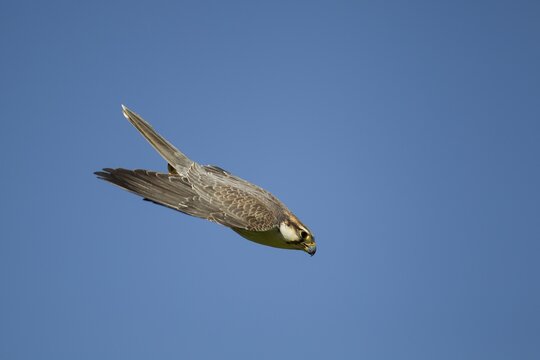 Lanner falcon (Falco biarmicus) adult bird of prey diving down in flight, England, United Kingdom - Captive