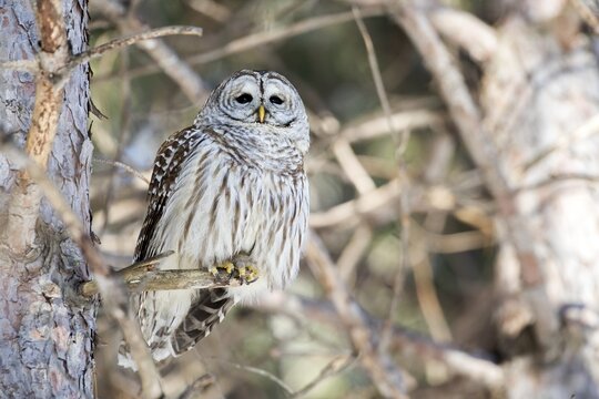Barred owl (Strix varia) perched on a dead tree and watching, Forest of Yamachiche, province of Quebec, Canada,