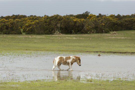 Shetland Pony south west England