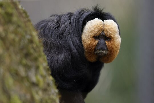 Black howler (Alouatta caraya), animal portrait, Germany