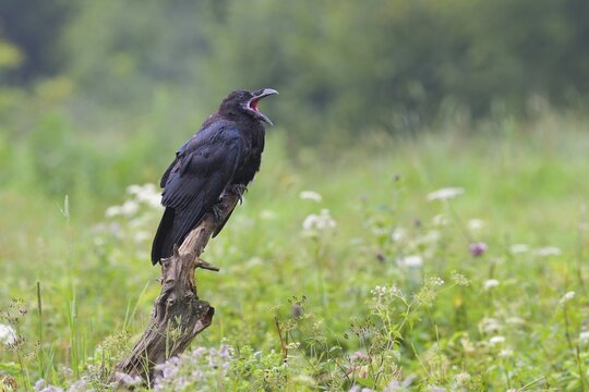 Common raven (Corvus corax) on tree stump, Tyrol, Austria