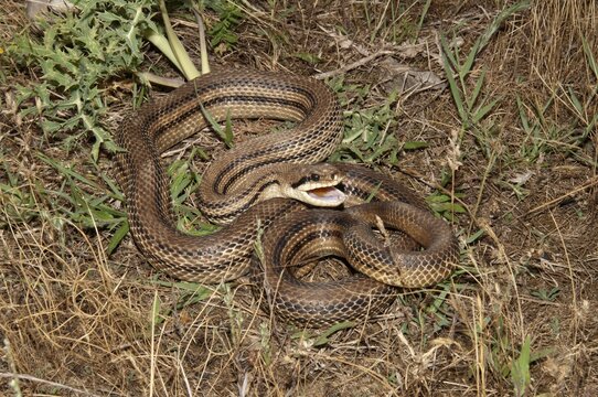 Four-lined Snake (Elaphe quatorlineata) in a defensive position, Lake Kerkini area, Central Macedonia, Greece