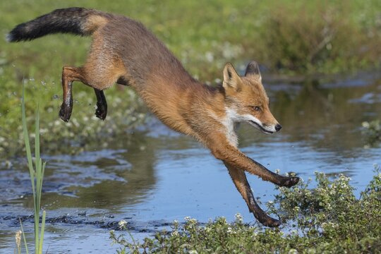 Red fox (Vulpes vulpes), Young animal jumps over a water body, Jump, Action, Netherlands