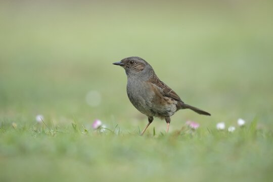 Dunnock or Hedge sparrow (Prunella modularis) adult bird on grassland, Suffolk, England, United Kingdom