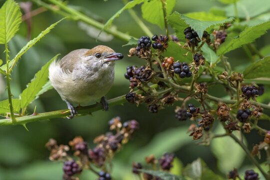 Blackcap (Sylvia atricapilla), female, eats blackberries, Burgenland, Austria