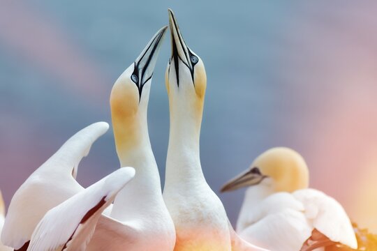 Northern gannet (Morus bassanus), pair courtships , pastel light reflections, Helgoland Island, Schleswig-Holstein, Germany