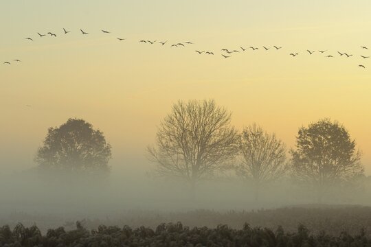 Migrating cranes (grus grus) in autumn over trees in misty landscape, Goldenstedter Moor, bird migration, Oldenburger M&uuml;nsterland, Lower Saxony, Germany