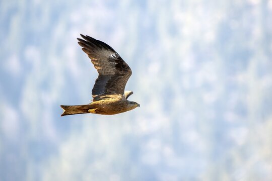Black kite (Milvus migrans) flies in front of a wooded mountain slope, M&uuml;nster, Tyrol, Austria