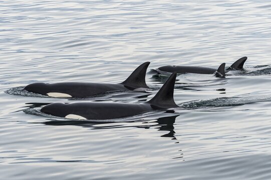 Killer whales (Orcinus orca) or orca, San Juan islands. Washington State, USA