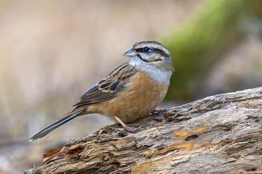 Rock Bunting (Emberiza cia), sitting on dead wood, Tyrol, Austria