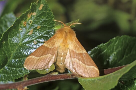 Lackey Moth (Malacosoma neustria)