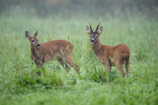 Strong roebuck (Capreolus capreolus) and doe in leaf season, Vechta, Lower Saxony, Germany