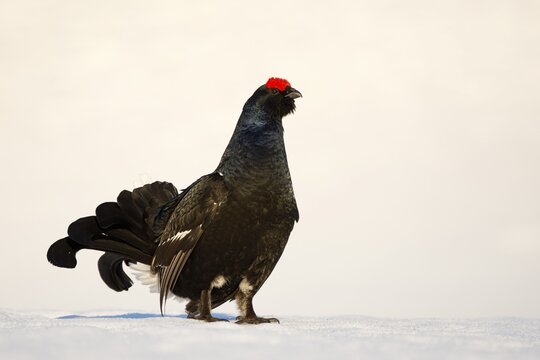 Black Grouse (Lyrurus tetrix) in snow, male, Tux Alps, Tyrol, Austria