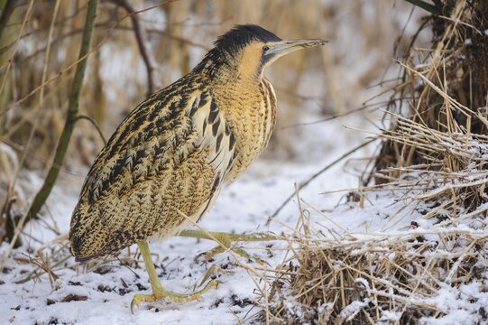 Eurasian bittern (Botaurus stellaris) in winter when searching for food, Oxen moor, D&uuml;mmer, H&uuml;de, Lower Saxony, Germany