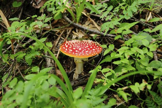 Fly agaric (Amanita muscaria)