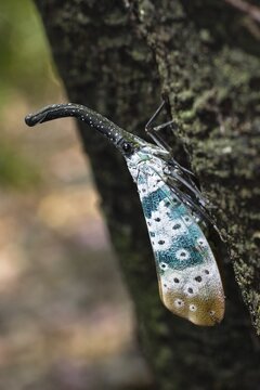 Lantern Fly (Pyrops spec.), in the rainforest, North Andaman, Andaman Islands, India