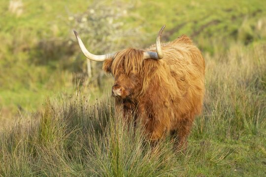 Highland cattle (Bos taurus) adult standing on a hill, Argyll, Scotland, United Kingdom