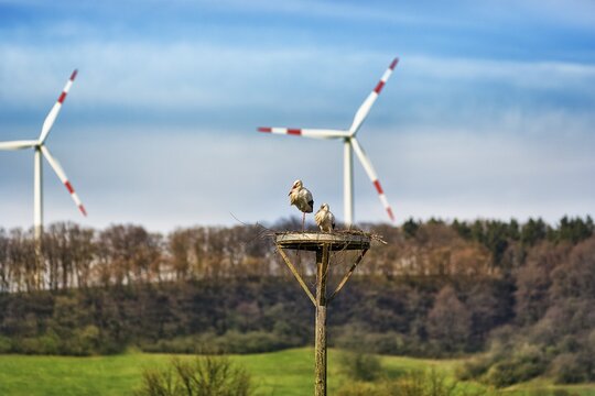 White storks (Ciconia ciconia), pair in nest in front of wind turbines, mating season in the stork village Elbrinxen, L&uuml;gde, Teutoburger Wald Eggegebirge nature park Park, Germany