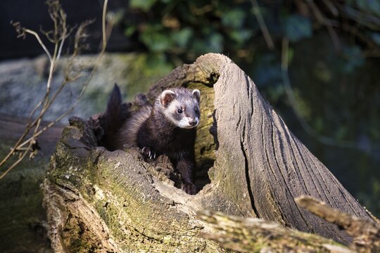 European polecat (Mustela putorius), wood turtle sitting in the outdoor enclosure, Nature Experience Centre, Animal Park, OTTER-ZENTRUM Hankensb&uuml;ttel, Gifhorn, Lower Saxony, Germany